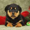 Adorable Rottweiler puppies