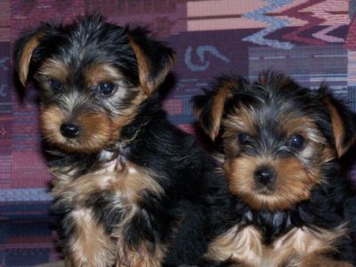 Yorkshire terrier puppies ready now.