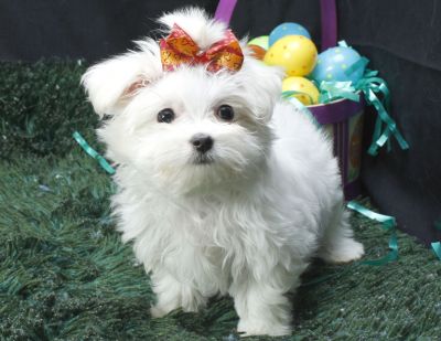 Adorable Maltese Puppies For sale