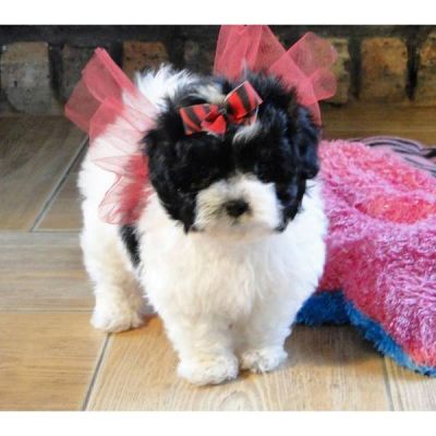 Home raised and marvelous maltipoo puppies for loving homes.