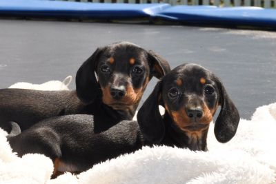 Adorable Dachshund Puppies Ready For Your Lovely Homes.