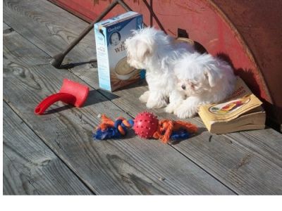 Adorable Maltese Puppies For Adoption