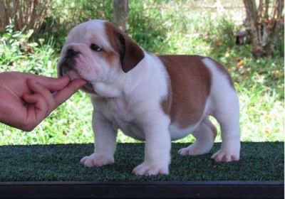 Male and Female English Bulldog Puppies For A Home
