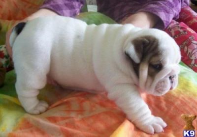 Excellent Male And Female English Bulldog Puppies