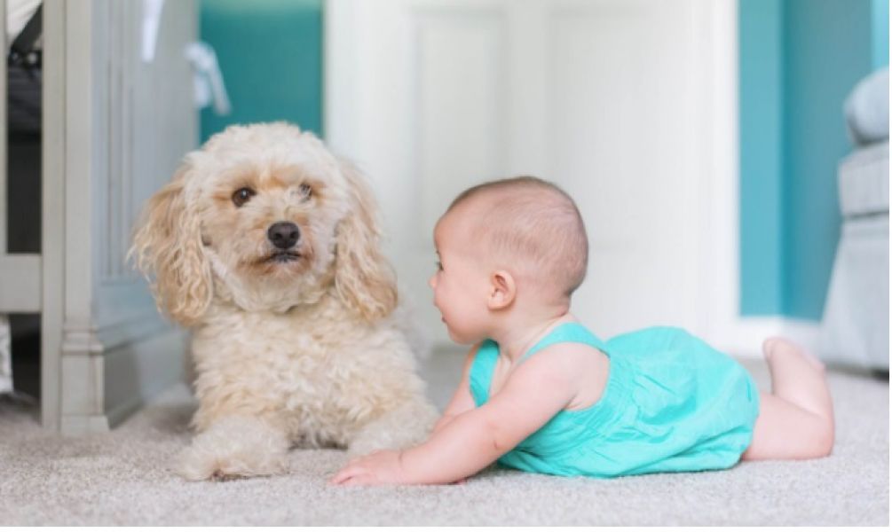 Carpet Cleaner Newcastle