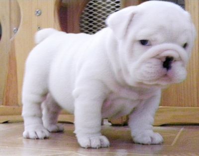 Male and Female British Bulldog Puppies Ready For Adoption Now