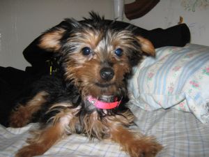 beautiful Registered healthy Yorkie 