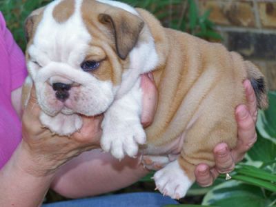 fat and succulent englisg bulldog puppies for sale at shockingly affordale prices