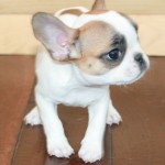 Ready to Go Male  and Female French Bull Dog Puppy