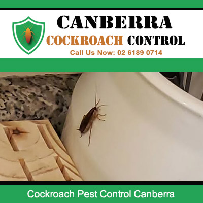 Canberra Cockroach Control