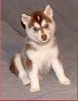 Cute siberian husky puppies for adoption