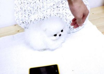 male and female pomeranian puppies for adoption