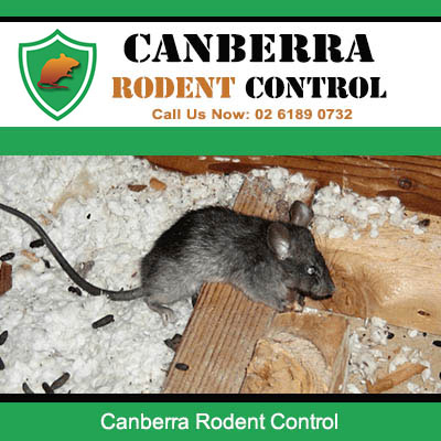 Canberra Rodent Control