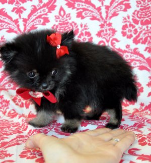 dark pomeranian puppies for sale