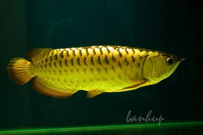 Qaulity Arowana Fishes and many other's ready for sale