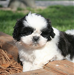 Sweet shih tzu puppies for adoption