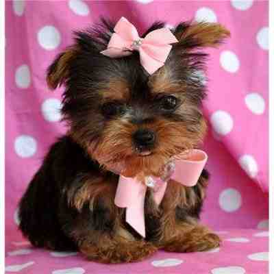 Two Cute Male and Female teacup yorkie puppies available