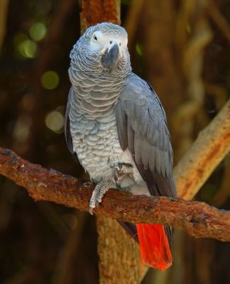 Congo, Timneh And Red Factor African Grey Parrots  Read more: