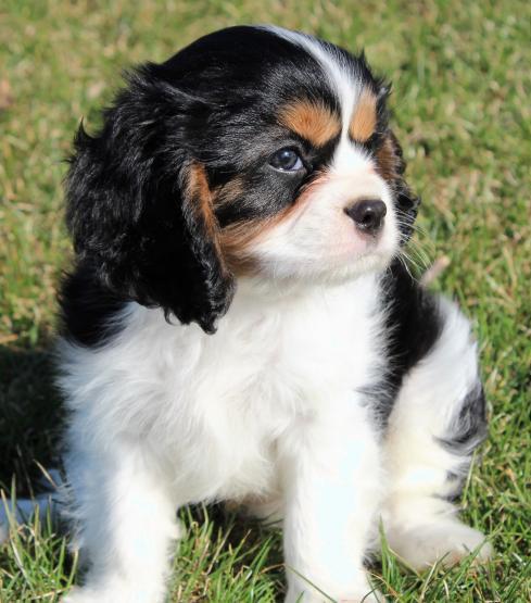 Adorable Cavalier King Charles Spaniel Puppies Looking for New Homes 