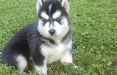 Siberian Husky Puppies For Sale