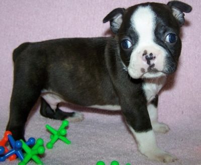 Boston Terrier  Puppies 