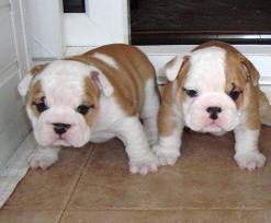 Supper English Bulldog Puppies AKC,11 wks