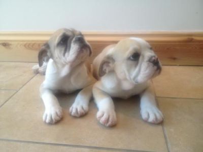 Reduced Reduced Reduced Brittish Bulldogs , Both, 1-3 months, , xxxxxexeptionally Stunn