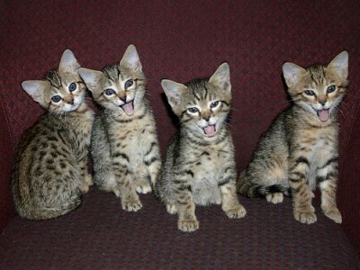 Exotic Savannah, Serval, Bengal and Ocelot Kittens for sale (TICA Registered)