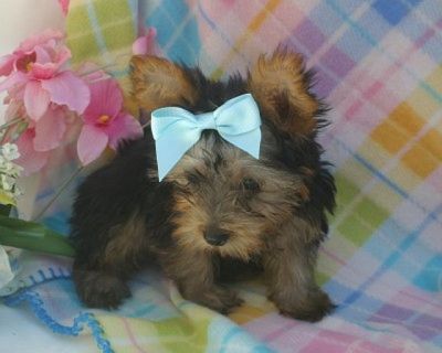 Lovely Male and Female Yorkie Puppies for adoption