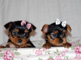 cute and adorable home trained Xmas yorkie puppies now available 