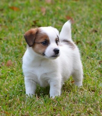 Jack Russel Puppies For Sale