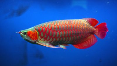 ASIAN RED AROWANAS AND MANY OTHER'S FOR SALE
