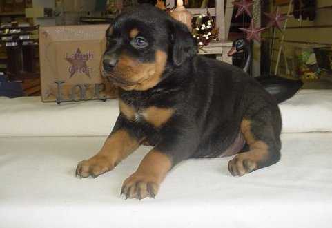 Top Quality Male and Female Rottweiler puppies