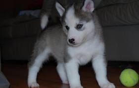 Well Trained Siberian Husky Puppies