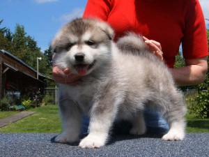 Wonderful Alaskan malamute puppies for free