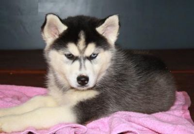  cute Siberian Husky puppies for adoption