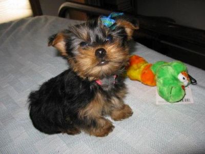 gorgeous Yorkie puppies for adoption