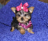 Home Raised Akc T-Cup Yorkie Puppies Available For Adoption.