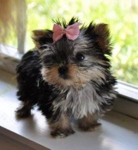 Adorable and Lovely Yorkie puppies for sale .