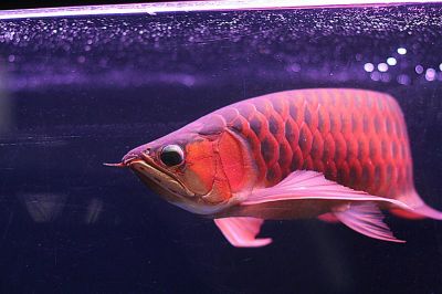 HEALTHY SUPER  RED AROWANA AND MANY OTHERS FOR SALE!