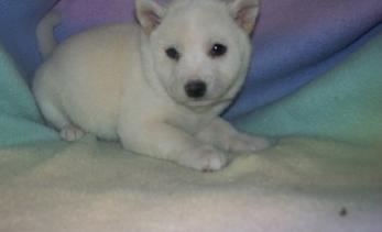 Shiba Inu Puppies For Sale
