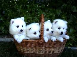Adorable Japanese Spitz Puppies for sale
