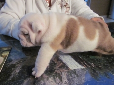 english bulldog for adoption