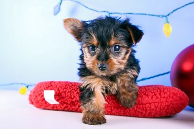Two gorgeous Yorkie puppies remaining for adoption,