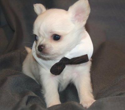   Chihuahua Puppies for Adoption