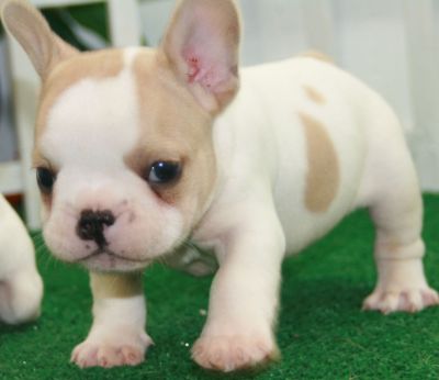 Cute and adorable French bulldog puppies for sale