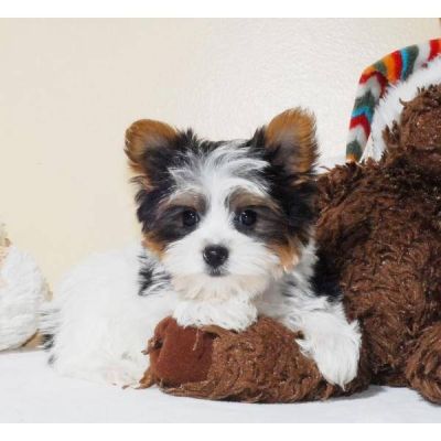 Yorkie Puppies, now available!!