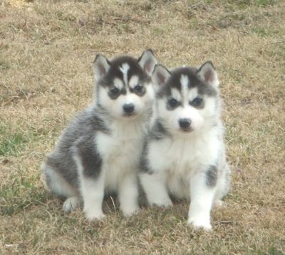 lovely siberian husky pups for sale