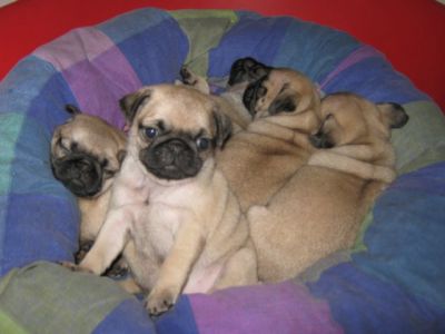 nice and lovely bully puppies