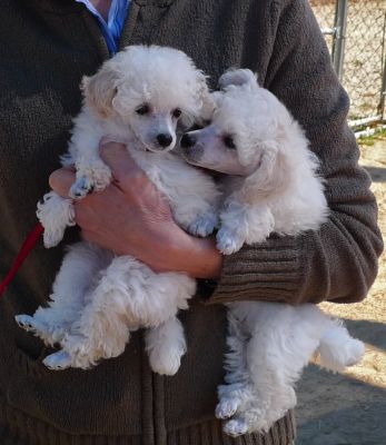 lovely toy poodle for adoption